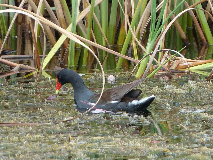 Click to See Next Image